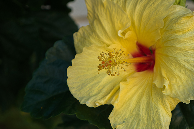 Hawaii_Flower