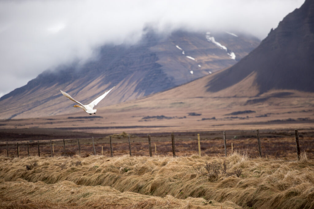 reasons to explore Iceland