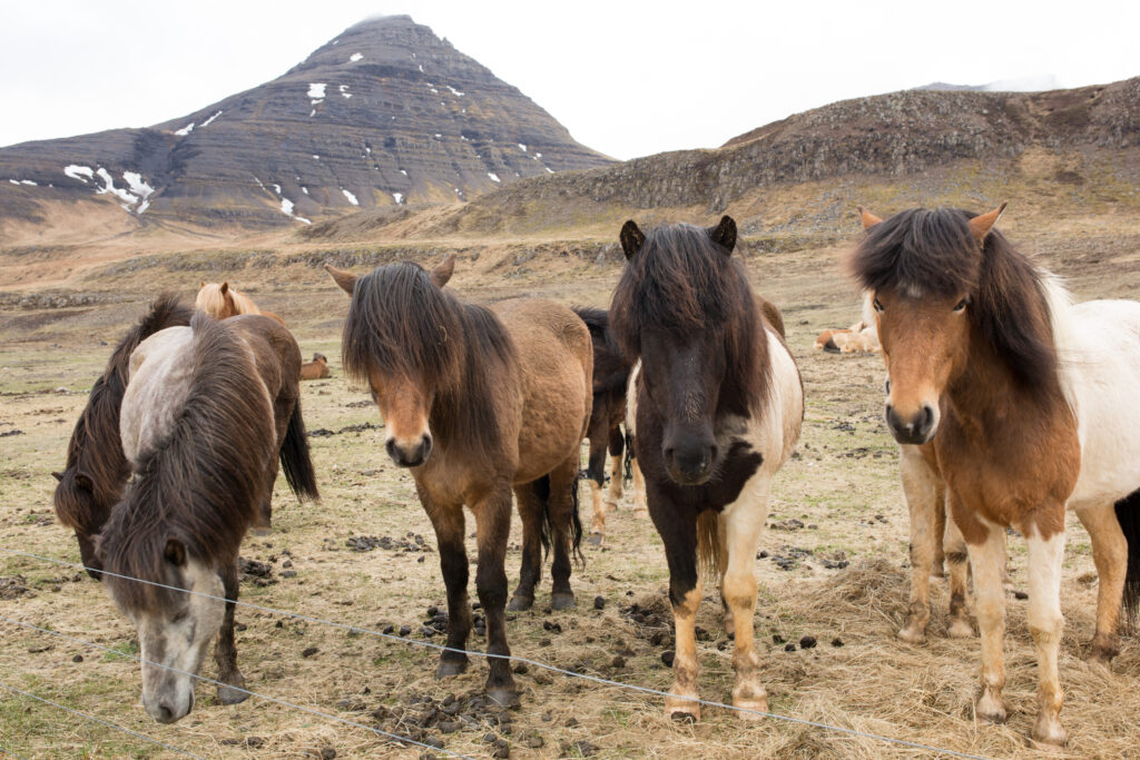 reasons to explore Iceland