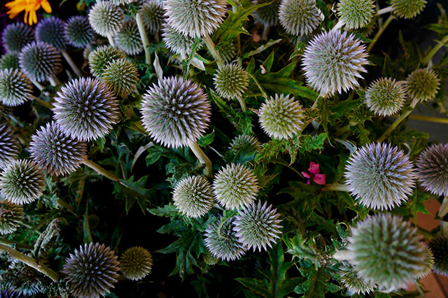 flowers at Pike's Place Market