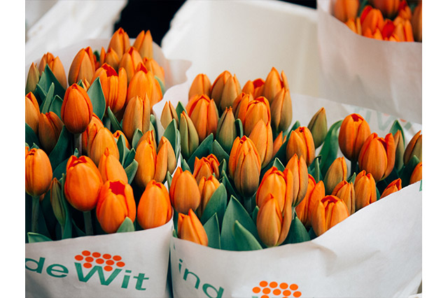 Amsterdam's centrum Tulips