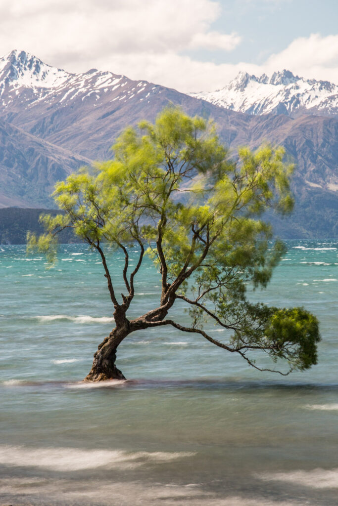 Exploring Wanaka + THAT Tree