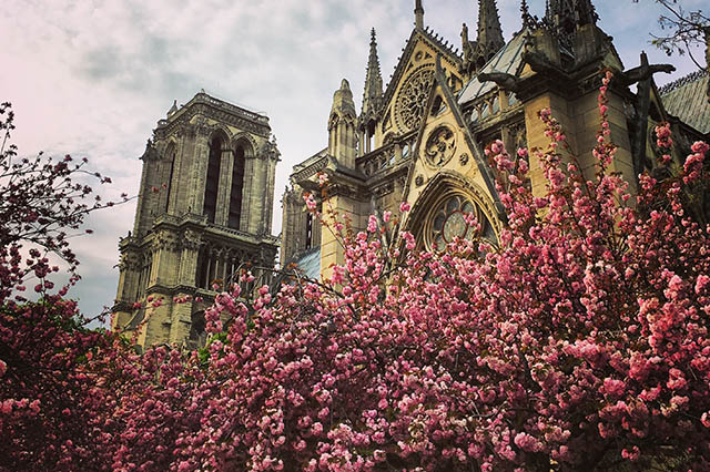 spring blooms in Paris