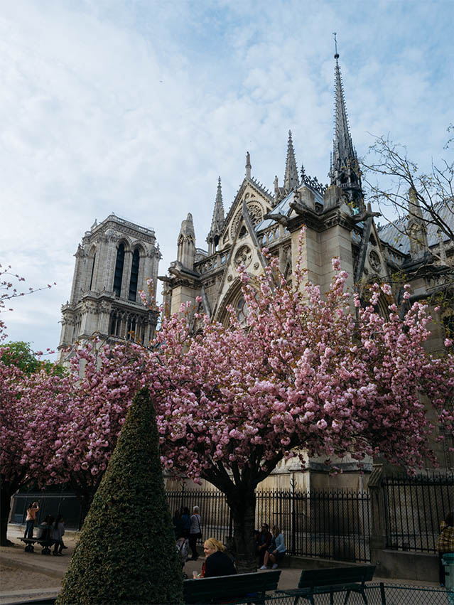 pink blossoms at Notre Dame Paris