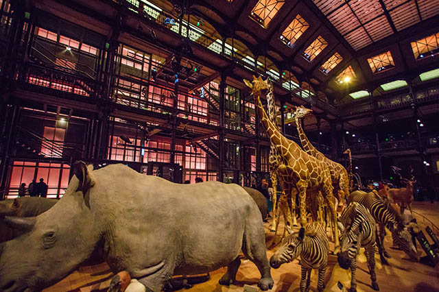 animals in the Natural History Museum in Paris