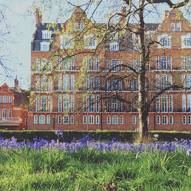 spring bluebells in London