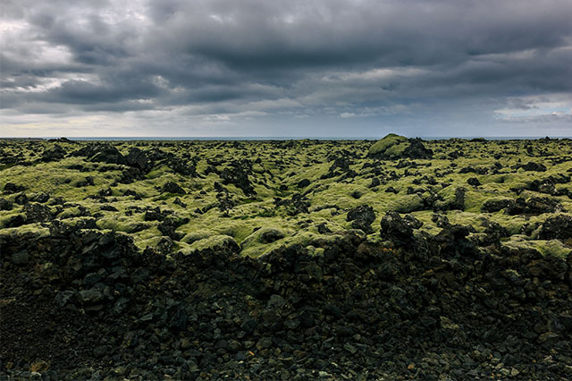lava rock and moss in Iceland