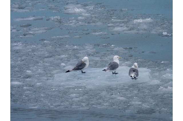 birds on ice in Alaska