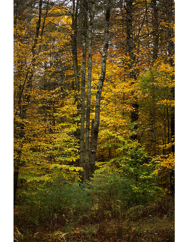 Fall color on the Quechee Gorge Trail