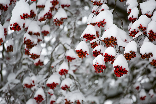holly berries in snow in Portland Oregon