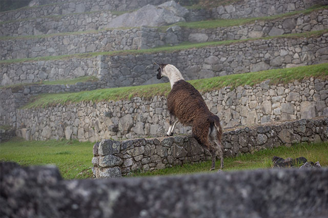 how to see llamas at Machu Picchu
