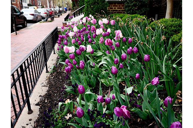 spring in Georgetown