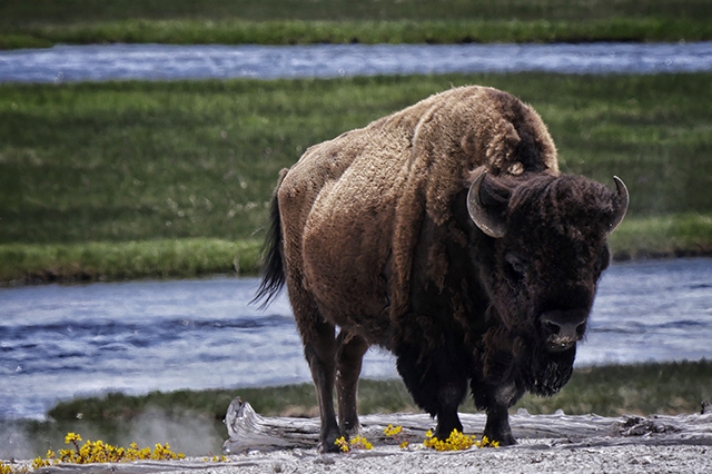 Seeing Bison in Yellowstone