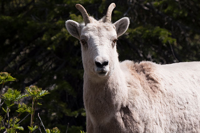 mountain goats in East Glacier National Park