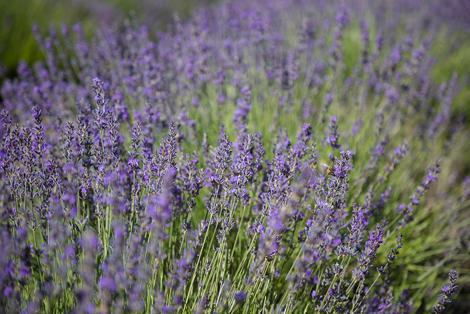 summer lavender in Provence France