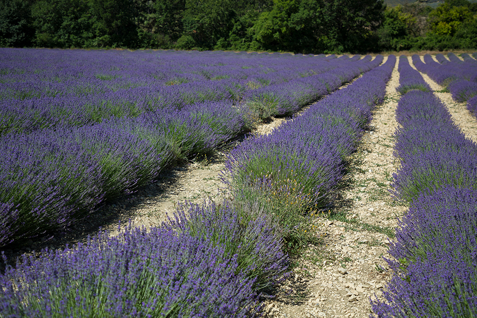 summer lavender in Provence France