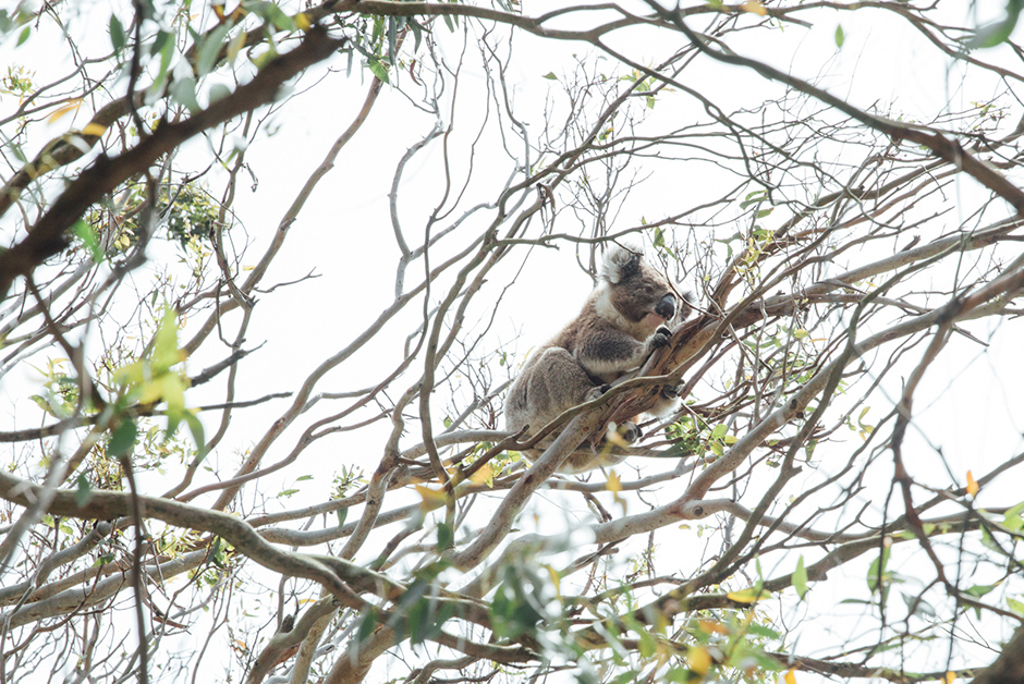 koala bears in australia