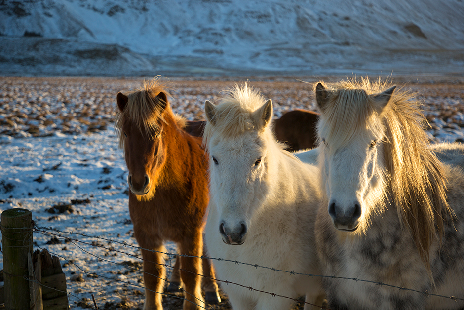 Icelandic horses around the Golden circle