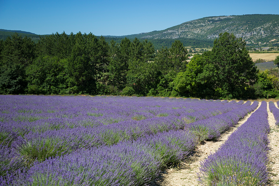 dreamiest experiences on the planet lavender in Provence 