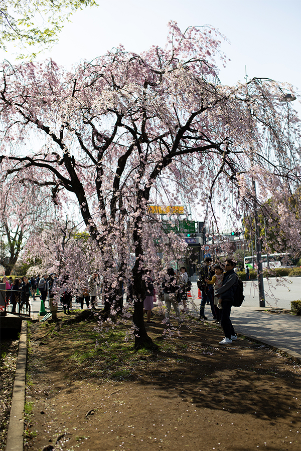 tokyo for 24 hours in cherry blossom season