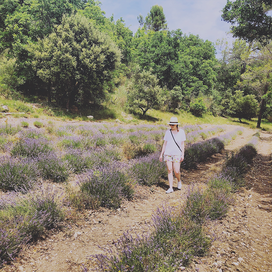 Summer in Provence Gordes lavender