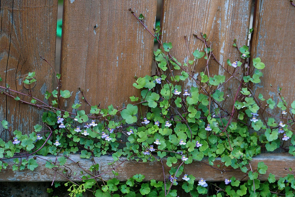 vines on a fence