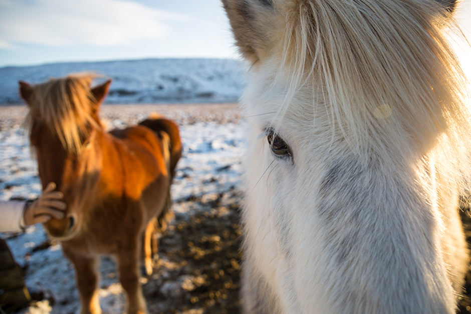 icelandic horses photo