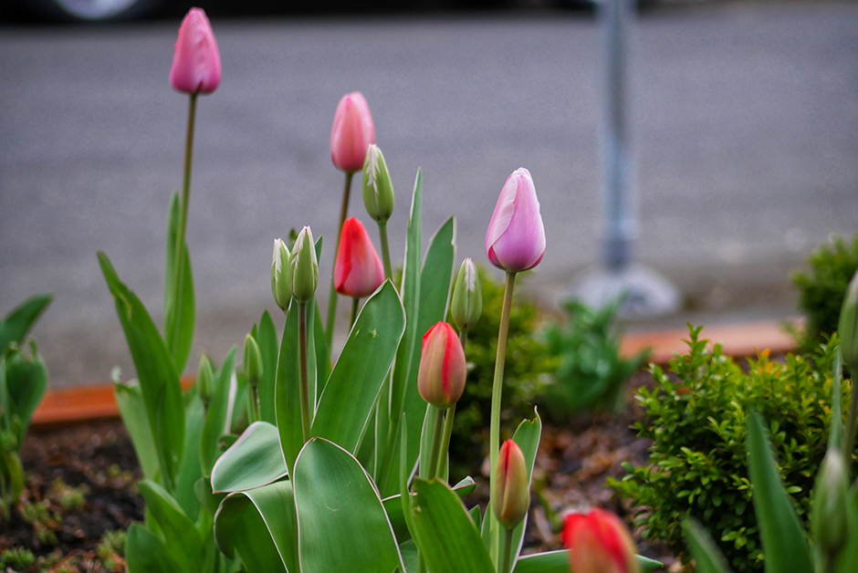 plant style tulips