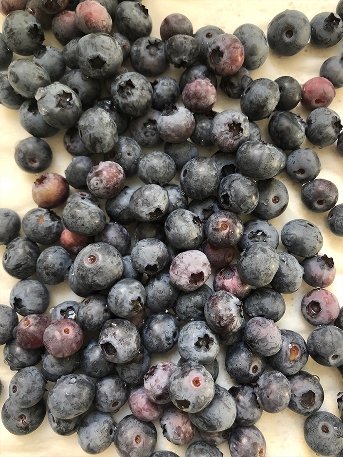 growing blueberries in an urban garden