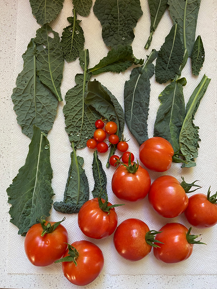 growing kale tomatoes in an urban city garden