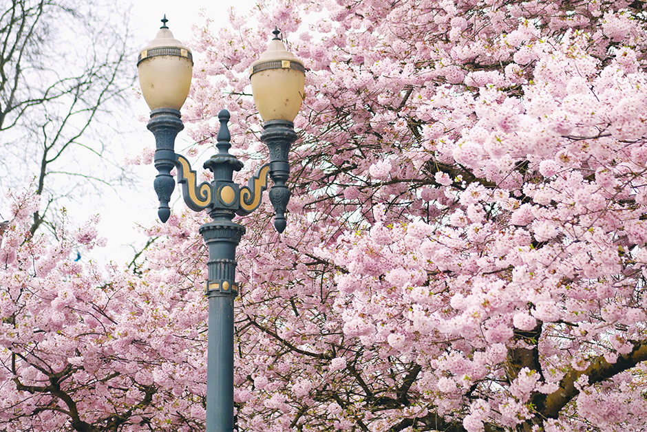 portland waterfront park cherry blossoms