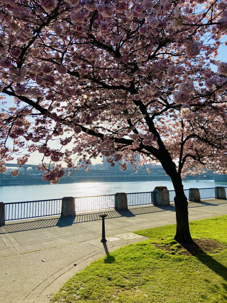 can't miss in Portland Waterfront Park