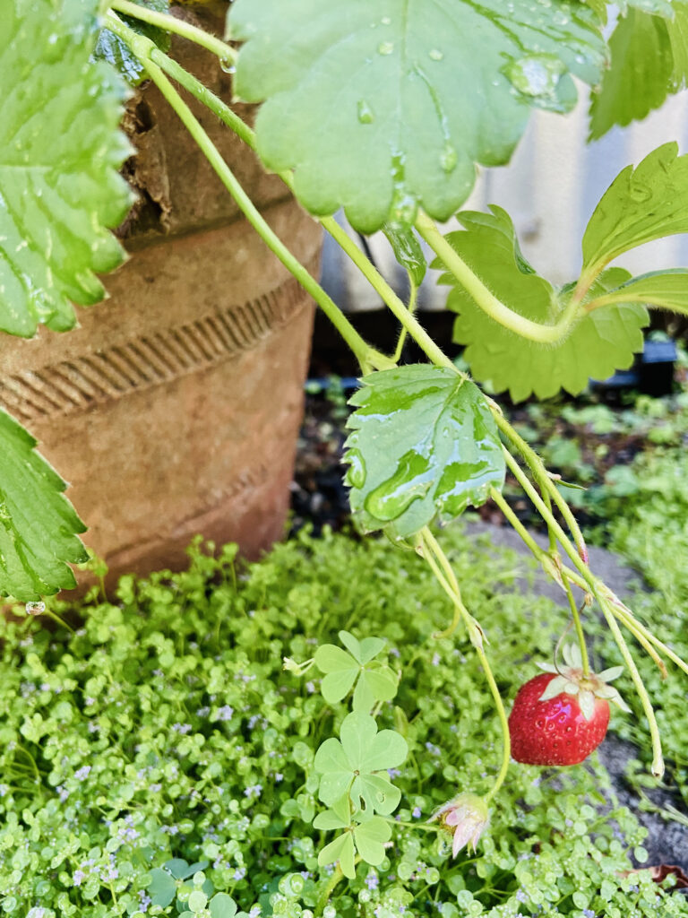 growing your own food garden series