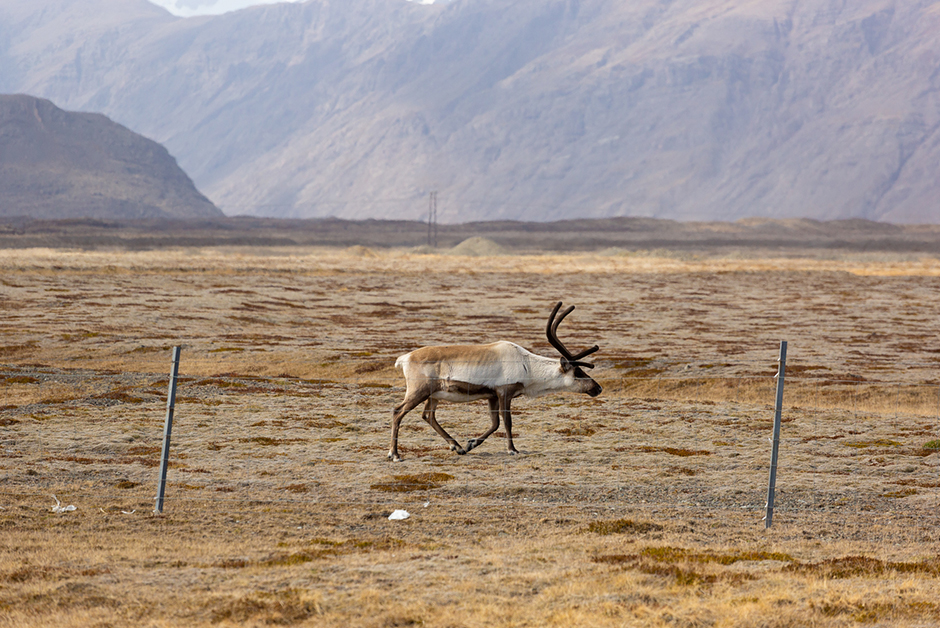 reindeer in Iceland 