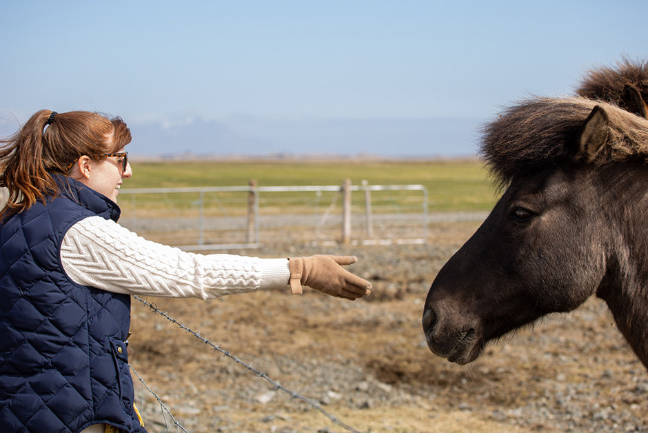 horses in Iceland