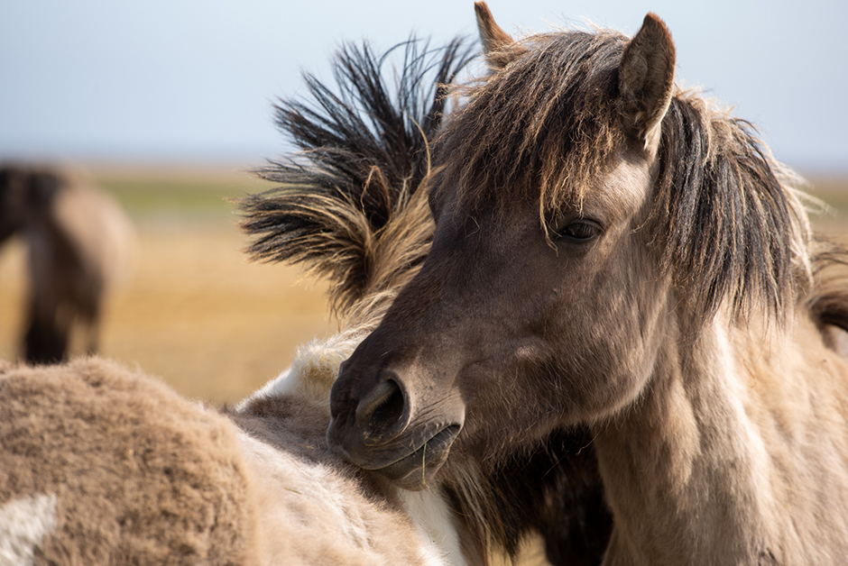 horses in Iceland