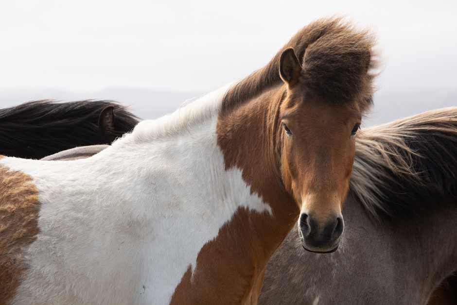 horses in Iceland