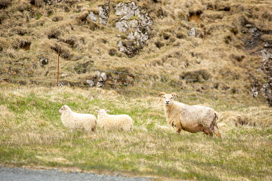 sheep in Iceland