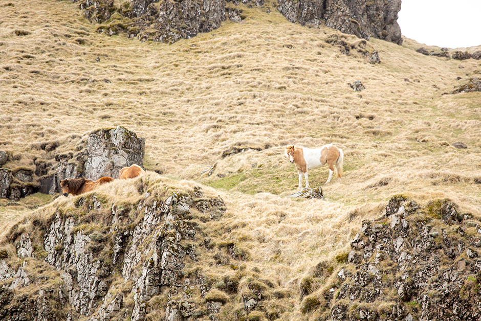 horses in Iceland