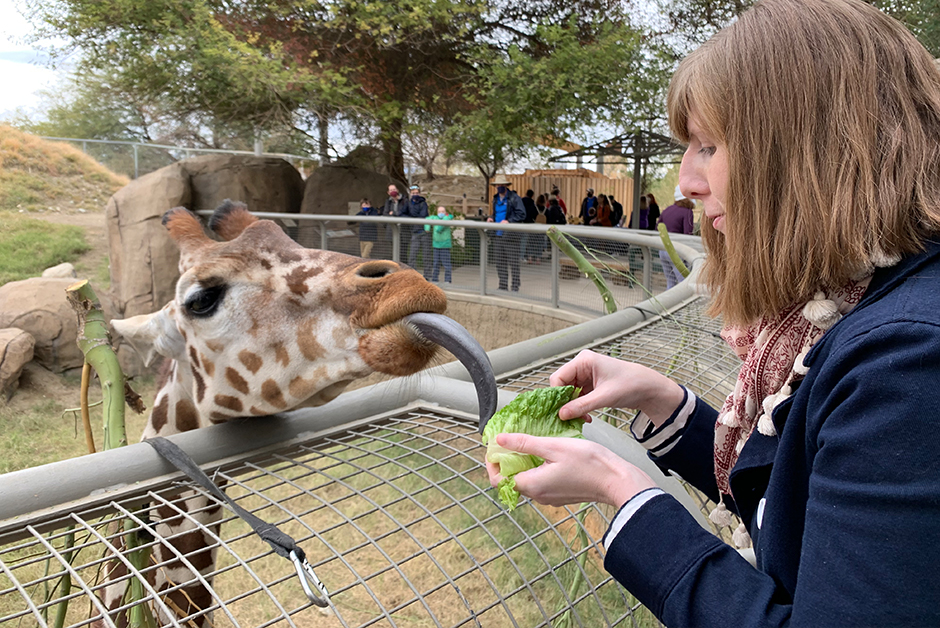 feeding giraffes at the living desert zoo