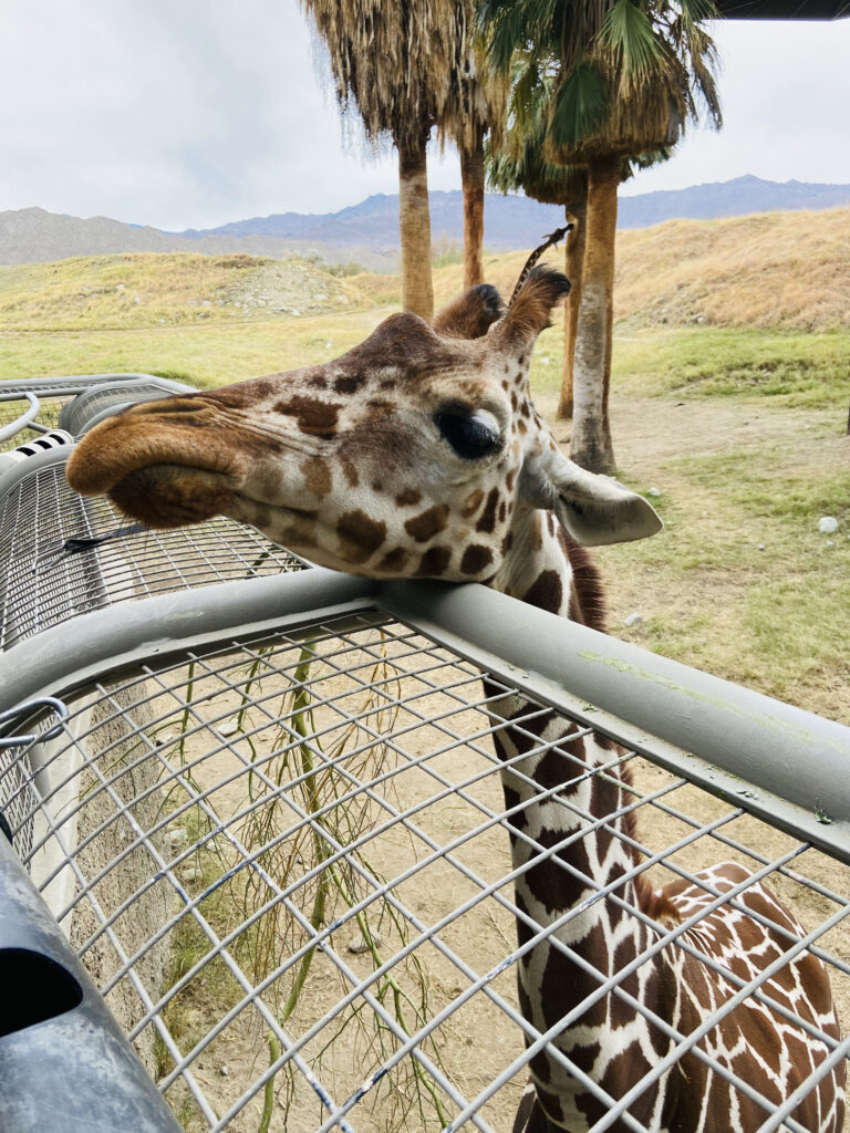 a day at the living desert zoo in Palm Desert California