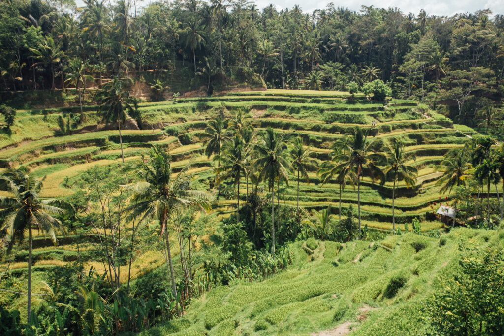 Everything you need to know about visiting Bali